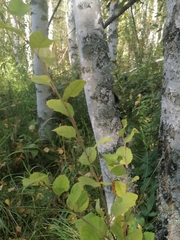 Betula humilis