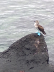 Sula nebouxii excisa