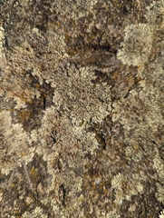Xanthoparmelia cumberlandia