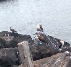 Sula nebouxii excisa