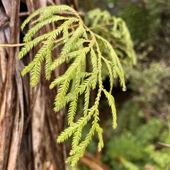 Lycopodium volubile