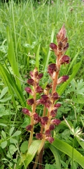 Orobanche gracilis