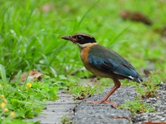 Pitta moluccensis