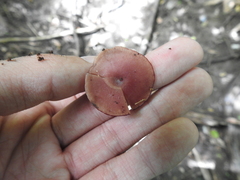 Callistosporium purpureomarginatum