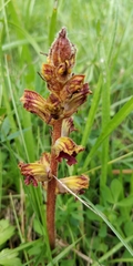 Orobanche gracilis