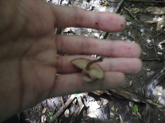 Callistosporium purpureomarginatum