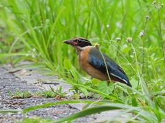 Pitta moluccensis