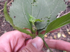 Asphondylia eupatorii