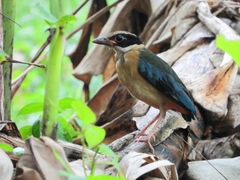 Pitta moluccensis
