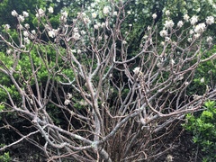 Edgeworthia chrysantha