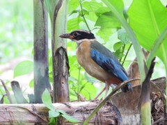 Pitta moluccensis
