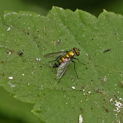 Condylostylus longicornis