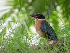 Pitta moluccensis