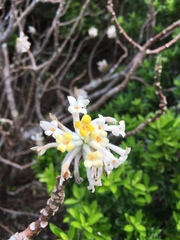 Edgeworthia chrysantha