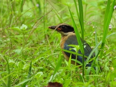 Pitta moluccensis