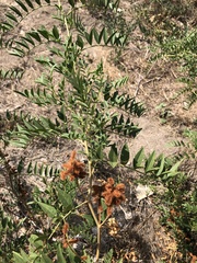 Glycyrrhiza lepidota