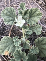 Malvella leprosa