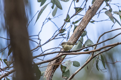 Acanthiza reguloides