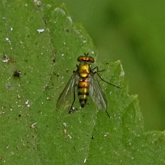 Condylostylus longicornis
