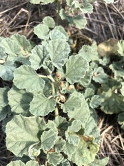 Malvella leprosa
