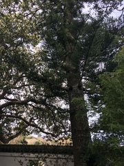 Araucaria heterophylla