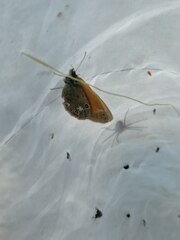 Coenonympha glycerion
