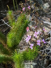 Stylidium laricifolium