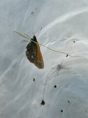 Coenonympha glycerion