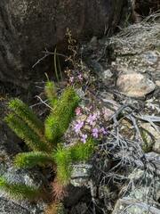 Stylidium laricifolium