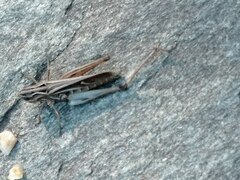 Stenobothrus lineatus