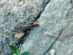 Stenobothrus lineatus