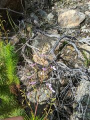 Stylidium laricifolium