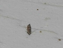 Battaristis concinnusella