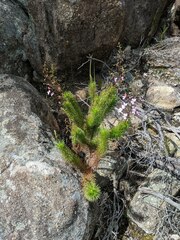 Stylidium laricifolium