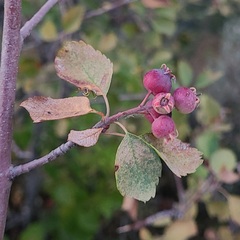 Amelanchier utahensis