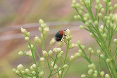 Chrysomya megacephala