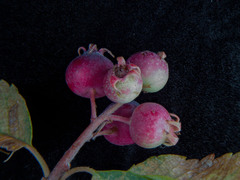 Amelanchier utahensis