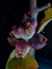 Amelanchier utahensis