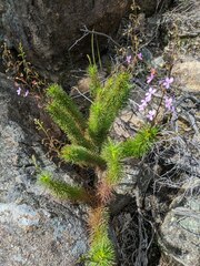 Stylidium laricifolium