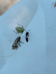 Lepyronia coleoptrata