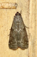 Oreana unicolorella