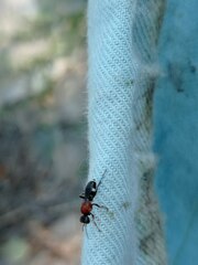 Pompiloidea