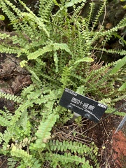 Nephrolepis duffii