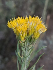 Ericameria nauseosa