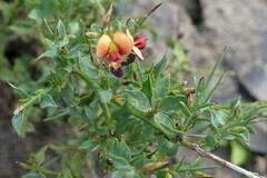 Daviesia arenaria