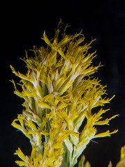 Ericameria nauseosa