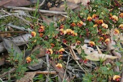 Daviesia arenaria