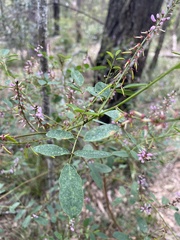 Indigofera australis