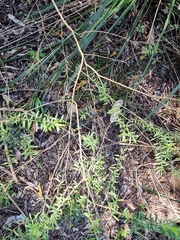 Pittosporaceae