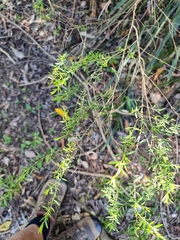 Pittosporaceae